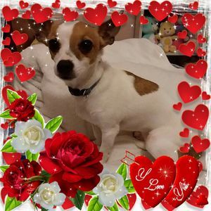 Meet your Posher, Dana